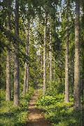 johan, Sunlit forest path